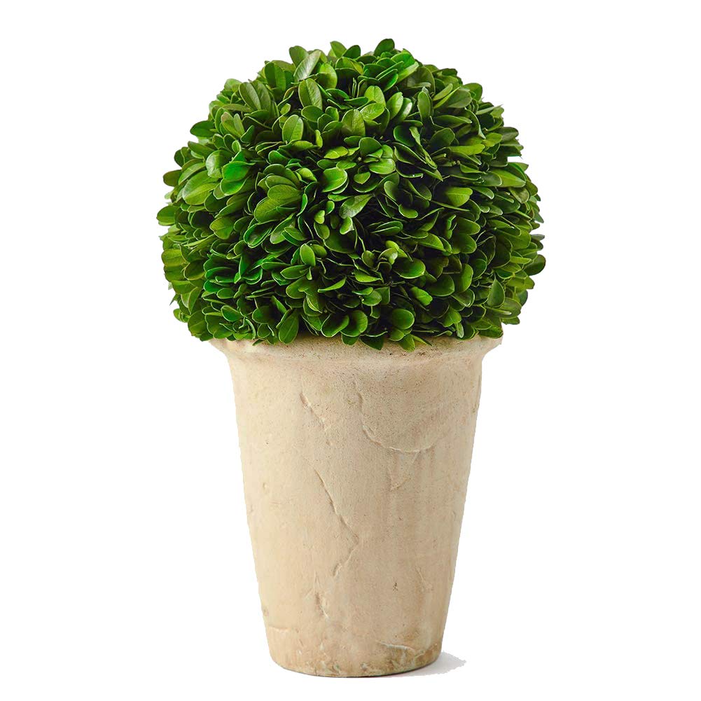Real Preserved Boxwood Evergreen Potted Tree Globe Tree Topiary in Terracotta Planter, Home Hotel Office Decor Farmhouse (Boxwood Ball on Pot, 11 INCHES)