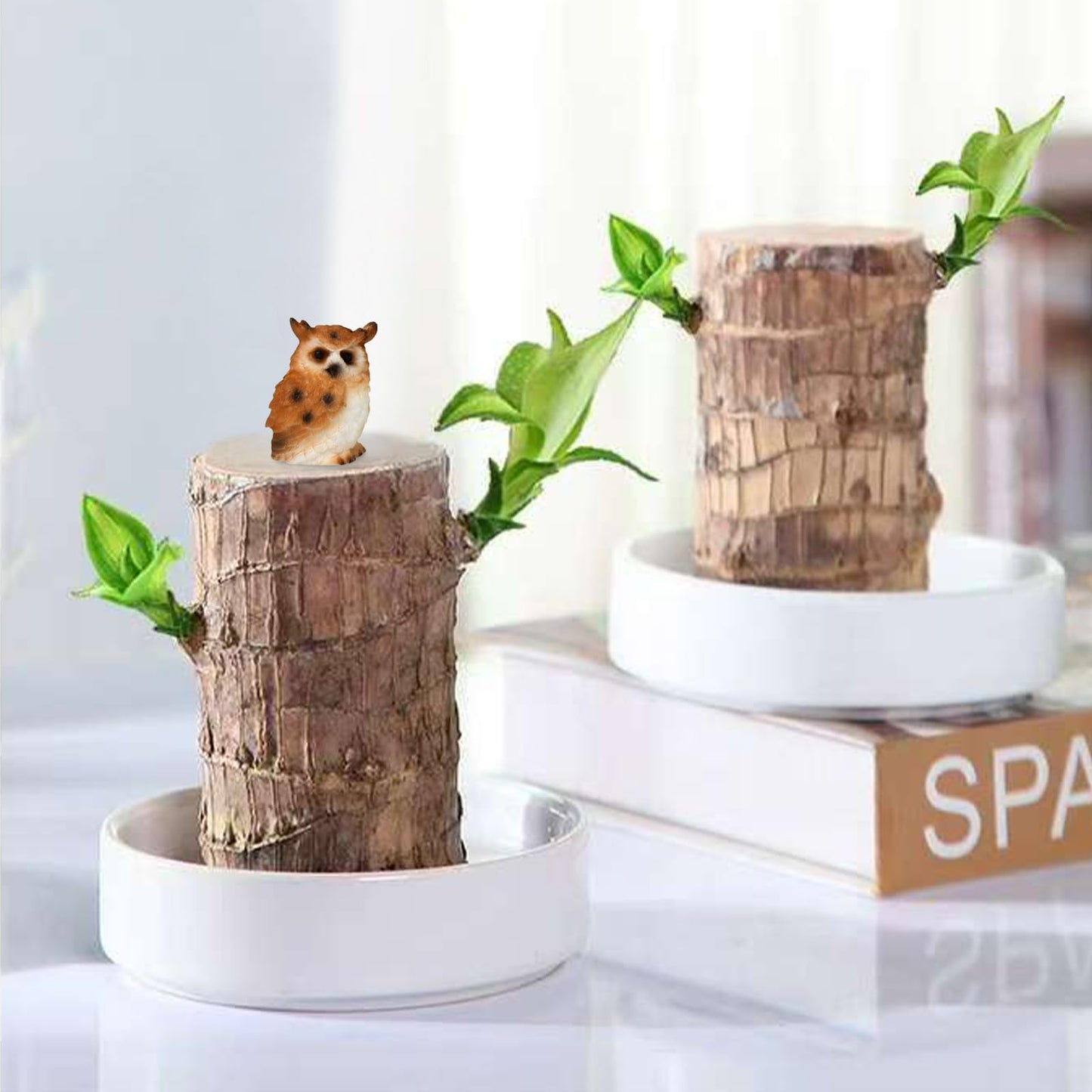 Brazilian Lucky Wood Plant,Fortune Brazil Wood Potted Plant with Owl Figurine,Mini Brazil Decoration, Desk Decor for Home & Office Desktop Planter