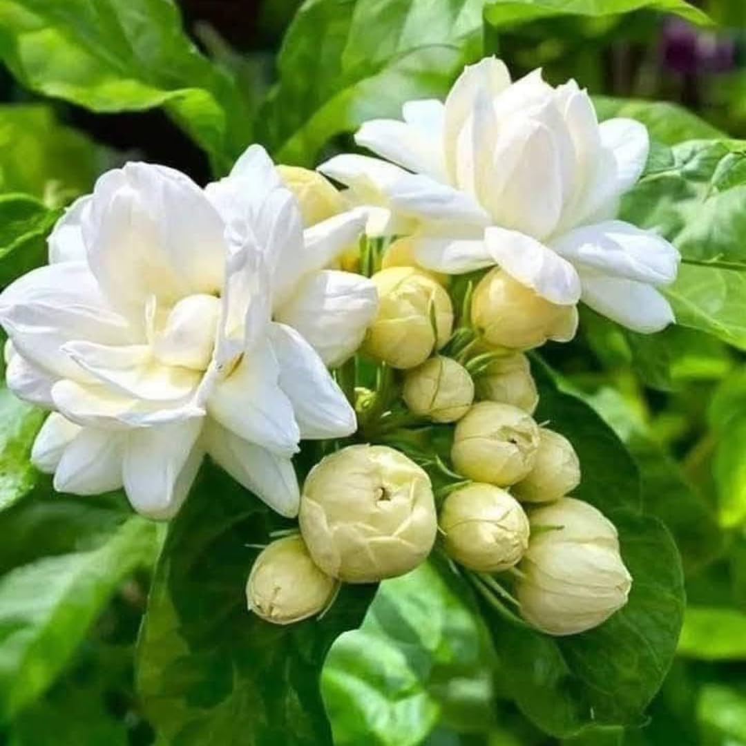 Grand Duke Jasmine Plant Live, Jasminum Sambac, 5–8 Inch Tall, Fragrant Arabian Jasmine, Well-Rooted Starter Plant, Indoor Outdoor Flowering Plant, Easy Care