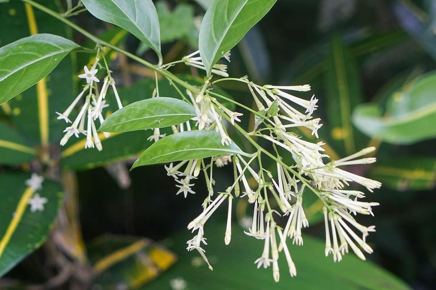 Night Blooming Jasmine I 10 Live Plants I Cestrum Nocturnum | Fragrant White Flowers for Evening Garden Bliss, Perfect for Container Gardening, Easy to Grow