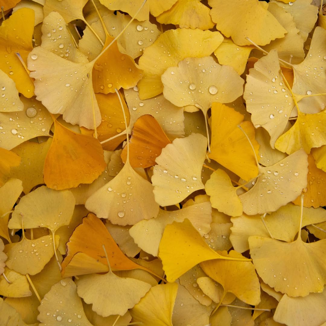 Ginkgo Tree Live Plant for Planting, 4 to 7 Inches Tall, Yellow Ginkgo Plant, Suitable for Garden or Landscape