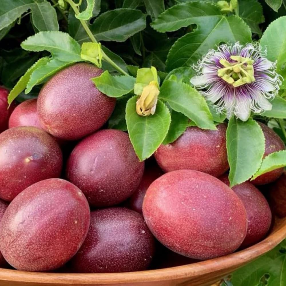 Passion Fruit Plant Live 4-7 Inch, Passionfruit Vine for Outdoor Garden, Tropical Climbing Vine for Trellis, Fence or Backyard Growing (Purple Passionfruit)