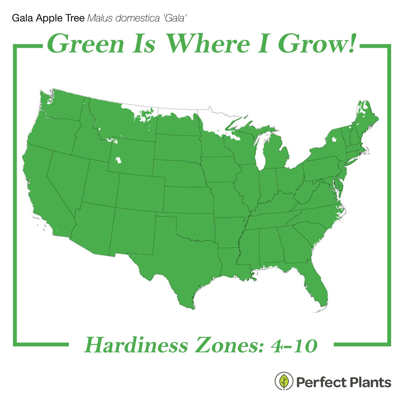 Perfect Plants Gala Apple Tree 1 Gallon | Live Fruit Trees for Outdoor Planting | Fresh Apples for Eating, Canning, & Dehydrating | Sweet & Tasty Fruits Ripen in Fall