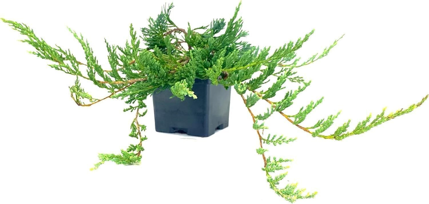 Bar Harbor Juniper | 3 Live 4 Inch Pots | Juniperus horizontalis 'Bar Harbor' | Perfect Lush Ground Cover & Landscape Accent | Drought Resistant & Low Maintenance