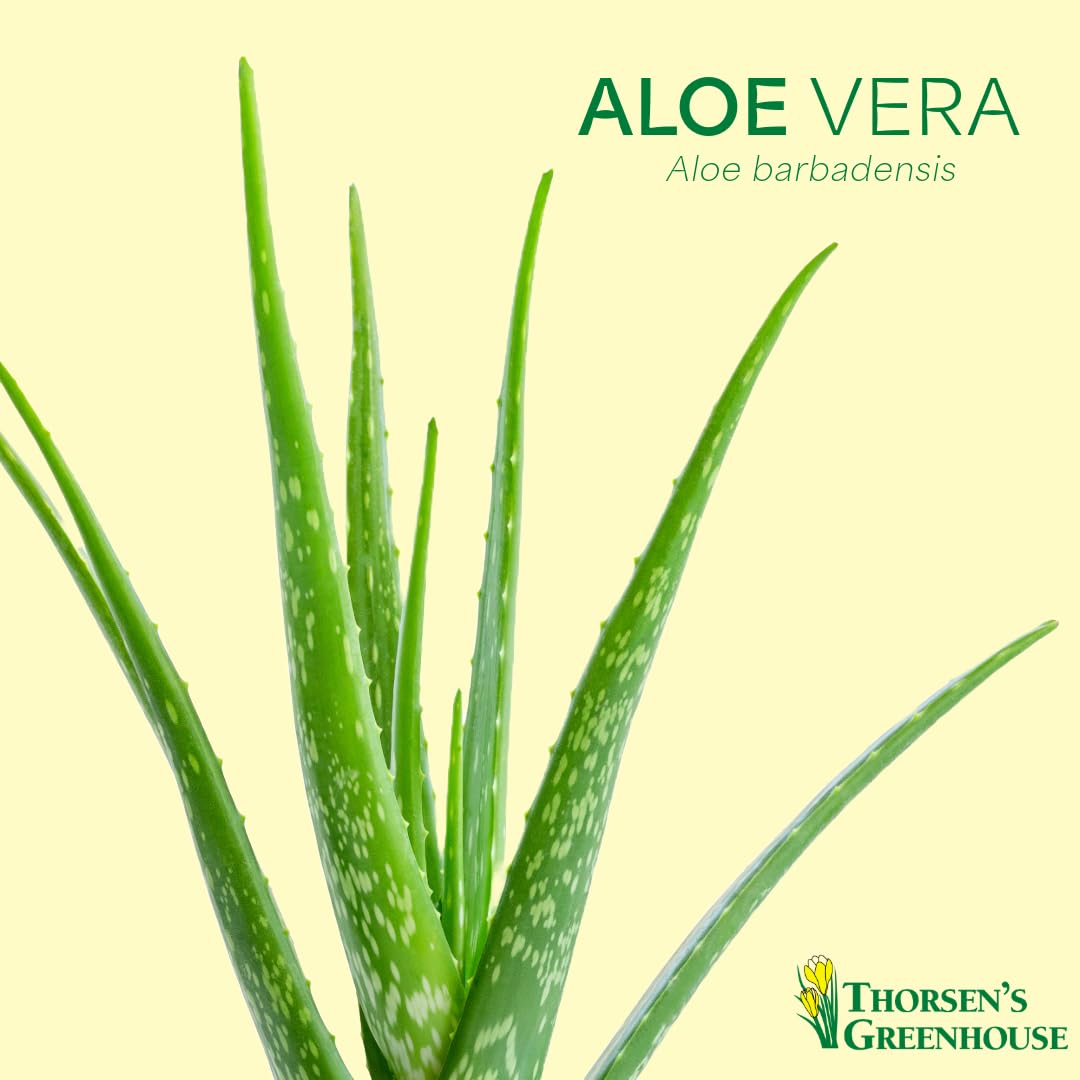 Thorsen's Greenhouse Aloe Vera, Live Indoor Plant, Aloe barbadensis, Easy to Grow, Succulent, Natural Air Purifier, 6" Diameter Pot (Chocolate)