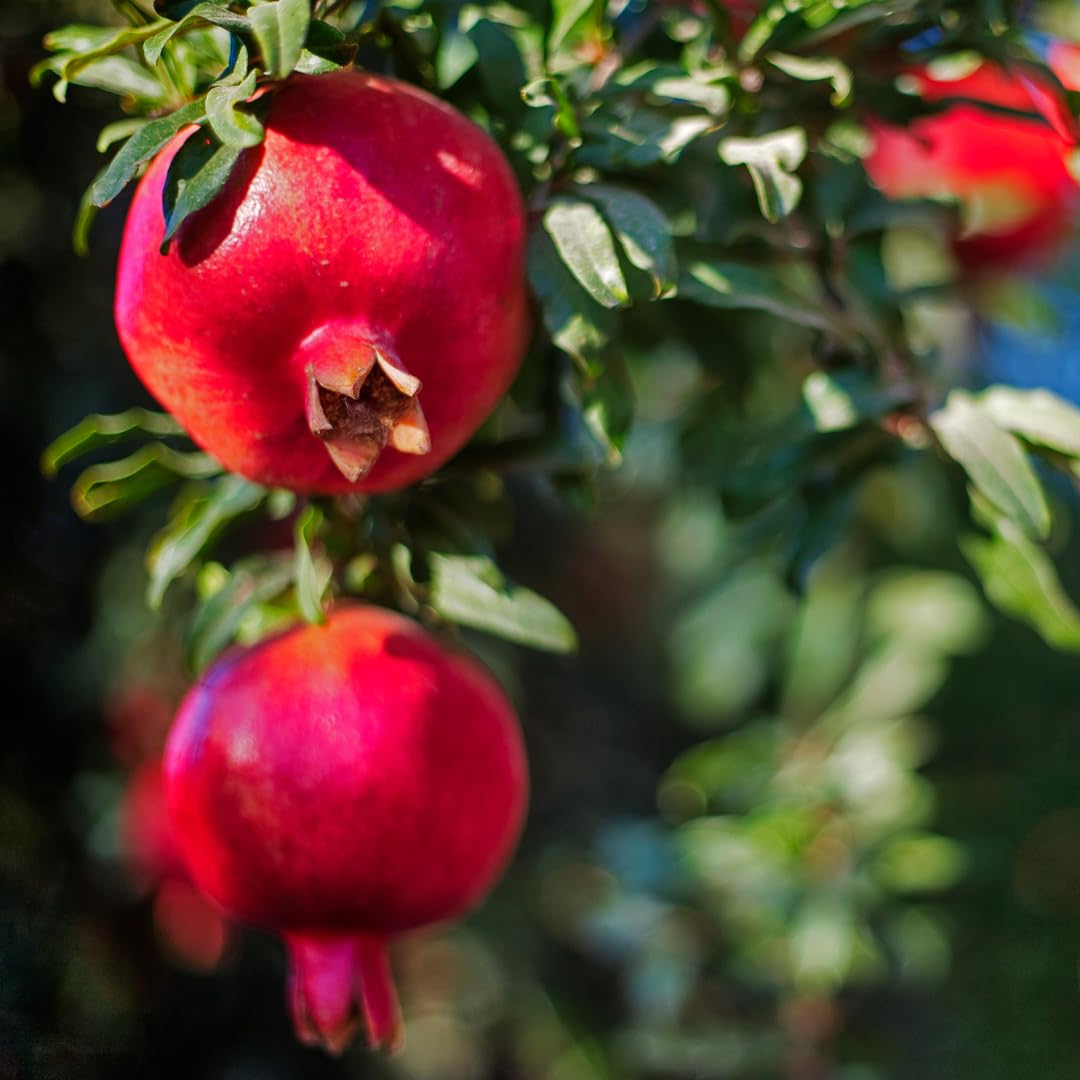 Sweet Pomegranate Tree Live Plant, Red Wonderful Pomegranate Tree Zone 8 to 11, Size 8 to 10 Inch Tall