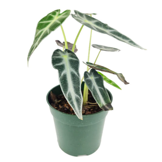 Alocasia Bambino (4'' Grower Pot) - Low Light and Healthy Houseplant - Easy to Care Indoor Houseplant