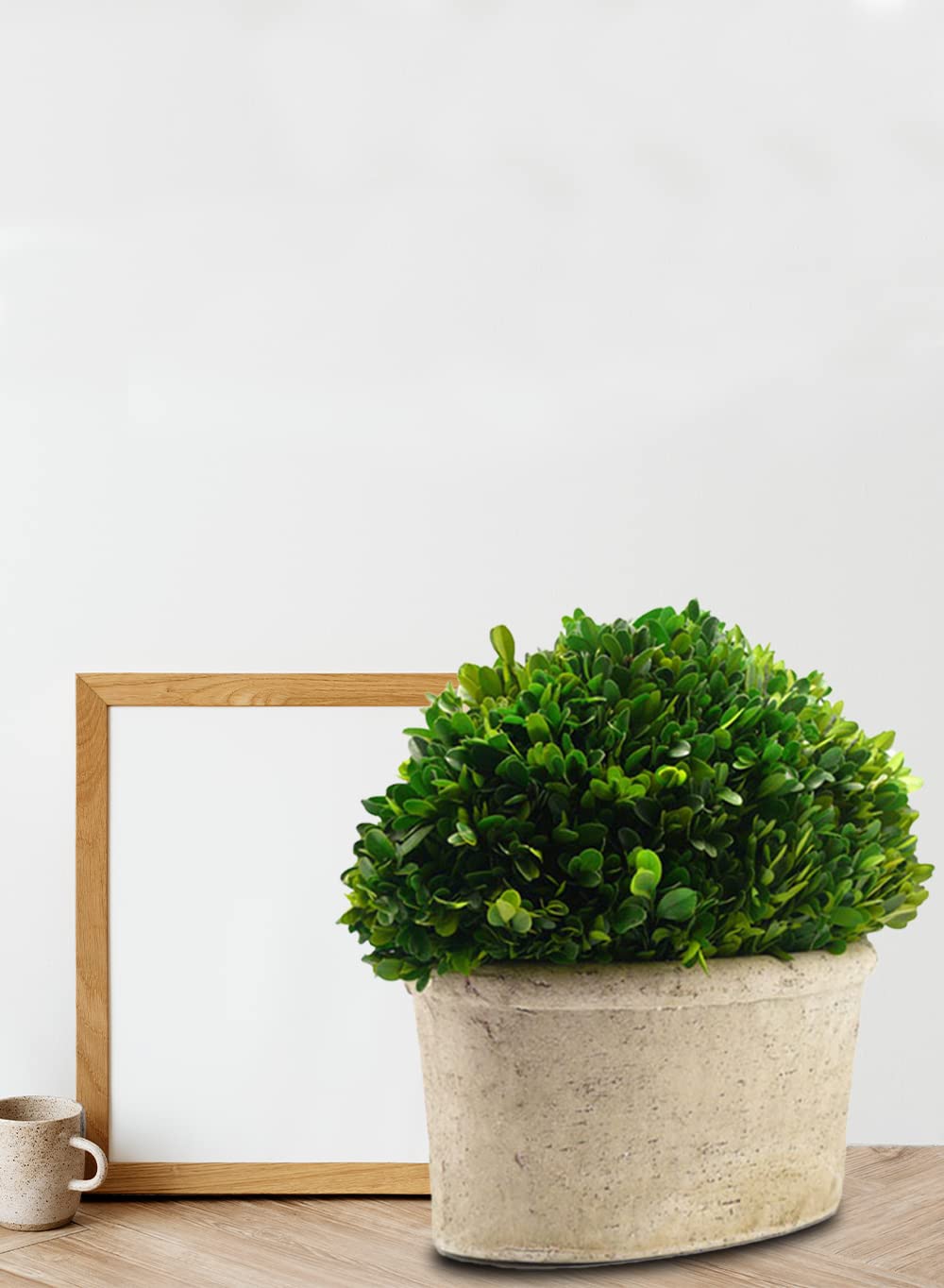 Serene Spaces Living Preserved Boxwood Oval Topiary in a Pot, Boxwood in Planters, Preserved Plant for Boxwood Table Decor, Centerpiece, Measures 12.5" Tall, 7.5" Wide & 14" Long