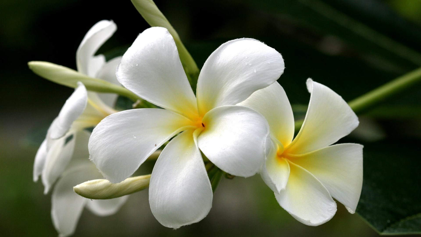 4 White Hawaiian Frangipani Plumeria Tree Plant Cuttings PT54 Discount Hawaiian Gifts