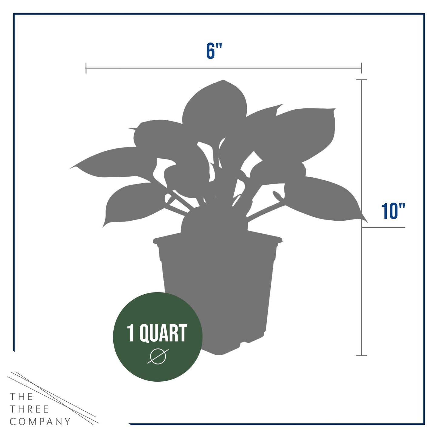 Live Perennial Hosta - First Frost (3 Plants Per Pack) Beautiful Accent Plant, 10" Tall by 4" Wide in 1 Qt Pot