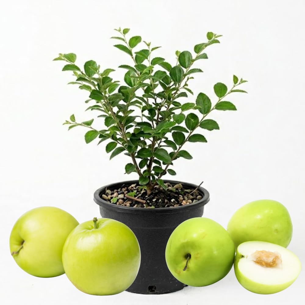 Thai Jujube Tree Live Plant in 3 Gallon Container, Sweet Apple Date Tree, 2 Feet Tall, Hardy and Perennial, No Ship to CA