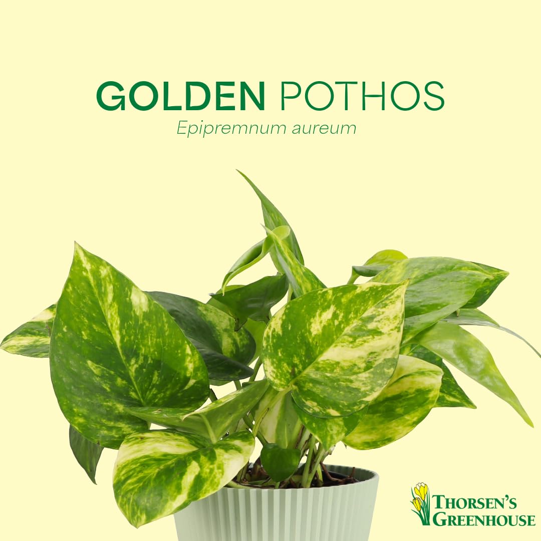 Thorsen's Greenhouse Golden Pothos, Live Indoor Vining Plant, Easy to Grow, Variegated Houseplant, Natural Air Purifier (Black - Hanging, 4-inch Pot)
