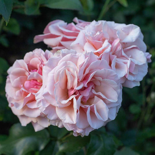 Heirloom Grandiflora Roses, Live Own Root Plant for Outdoor Garden, Mother of Pearl®, Lightly Fragrant, Hardiness Zones: 6-9, Repeat Blooming