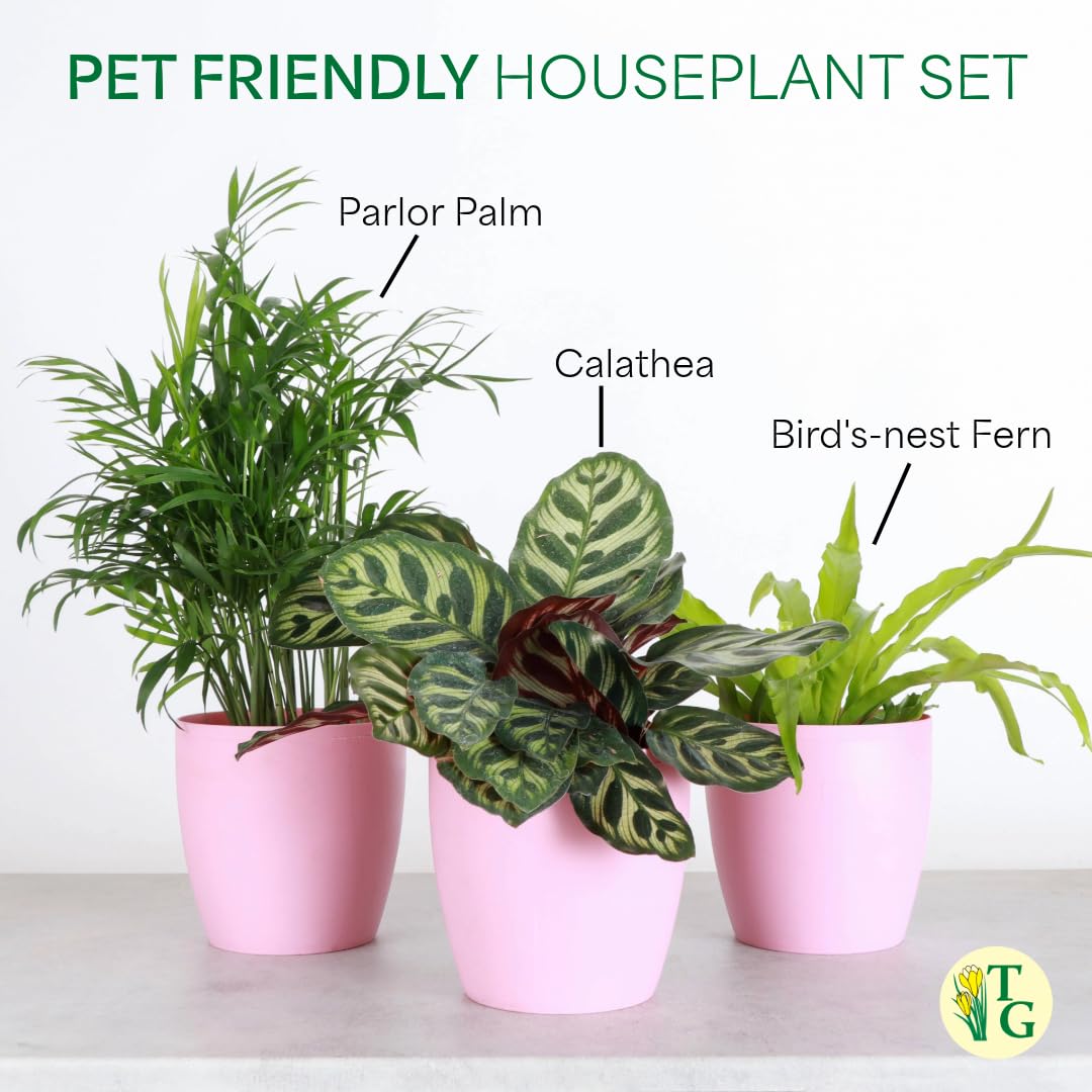 Thorsen's Greenhouse Live Pet Friendly Indoor Houseplants, Live Plants, Safe for Pets, 4" Diameter Pot, 3-Pack (Gold)