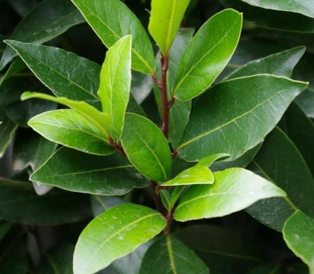 Live Plant - Bay Leaf Tree - 6-10" Tall Live Plant, 3" Pot - Sweet Bay Laurel, Laurus nobilis