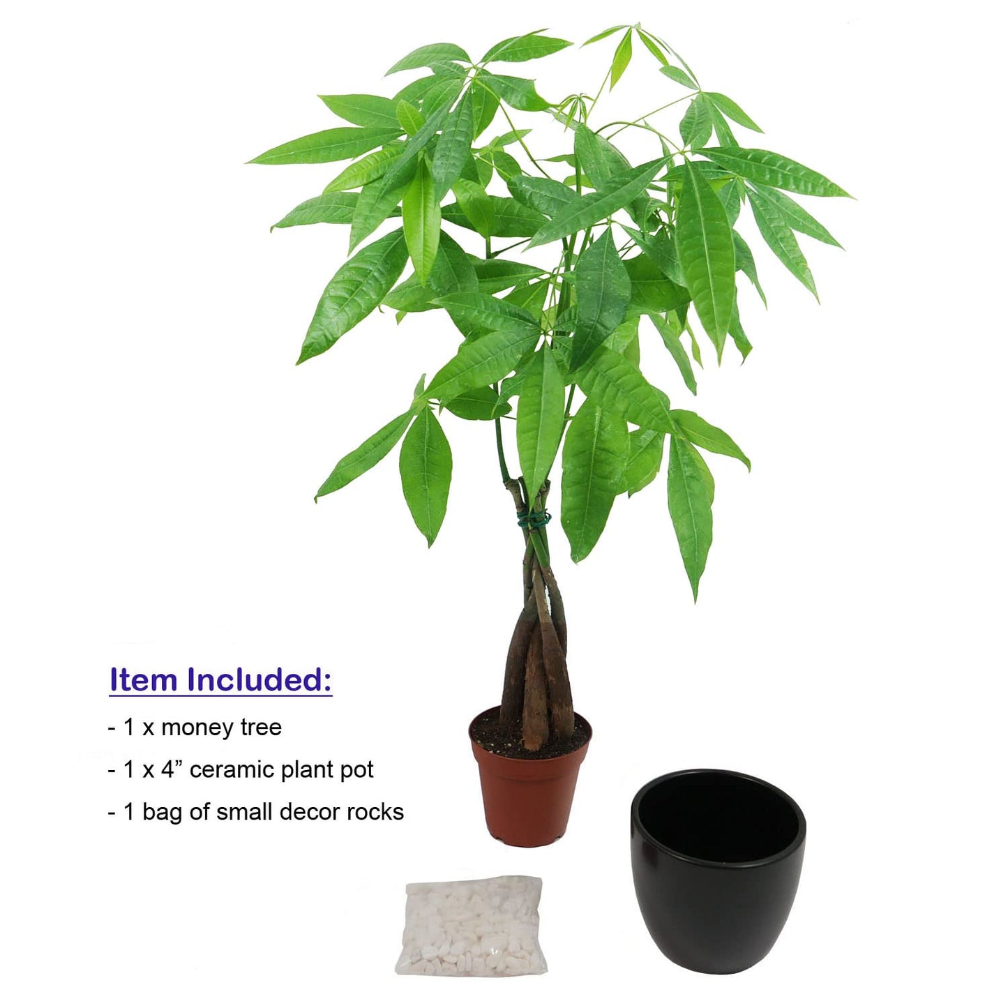 Athena's Garden Money Tree Plant Indoor Live Plant Pachira Money Tree with Ceramic Planter 18 Inches Tall, Black Pot - White Rocks, Medium