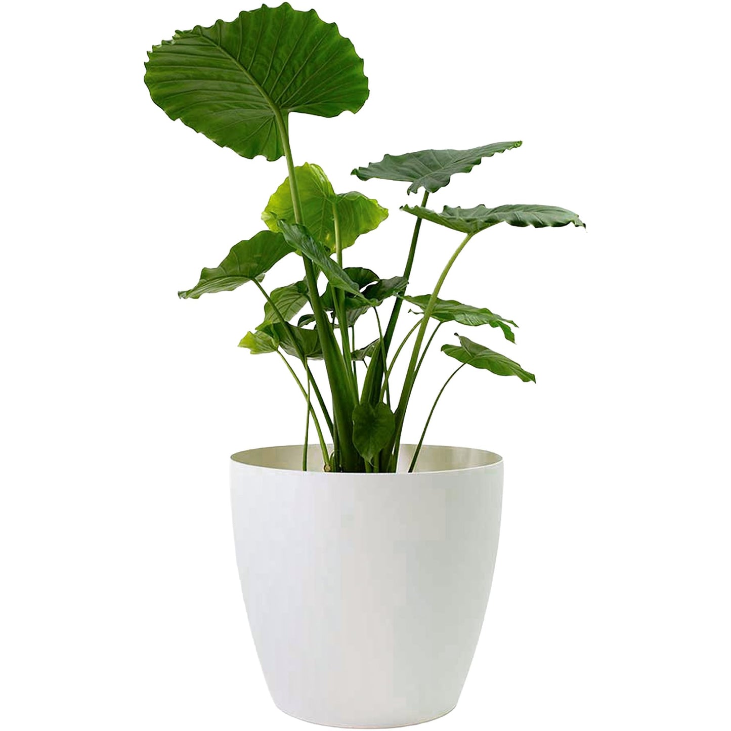 Greenline Manufacturing Memphis 13" Round Indoor Floor Planter Pot – Lightweight & Durable Plastic, Modern Design, Made in USA, Recyclable Large Plant Container for Home & Office Décor (White)