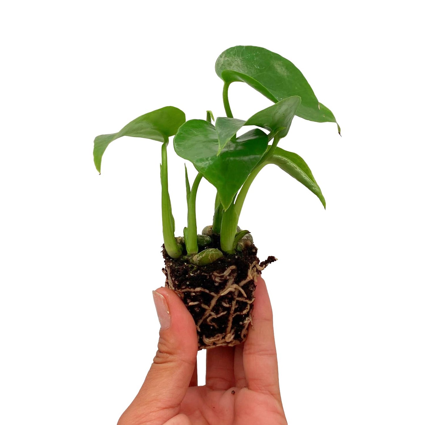 ragnaroc Monstera Deliciosa 2-4" 8ct – Live Plant for Indoor Outdoor Use, Garden & Landscaping – Live Arrival Guaranteed