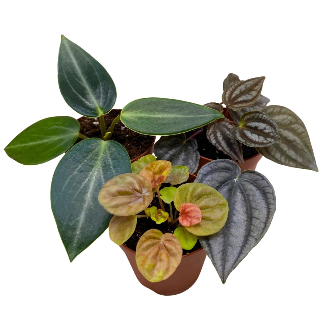 Harmony Foliage Rare Peperomia Premium Assortment Set of 3 in 2 inch pots