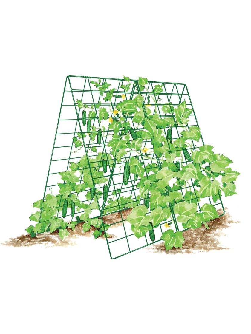 Gardener's Supply Company Deluxe Cucumber Trellis (Green) | Powder Coated Steel Vegetable Support - 32” W x 46” H
