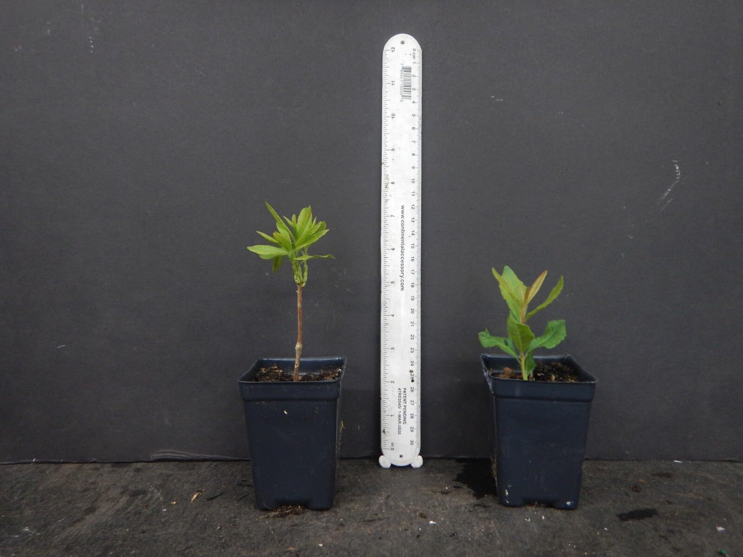 Live Plant - Spring Fanfarearomi Azalea Rhododendron Deciduous Small Starter Plant