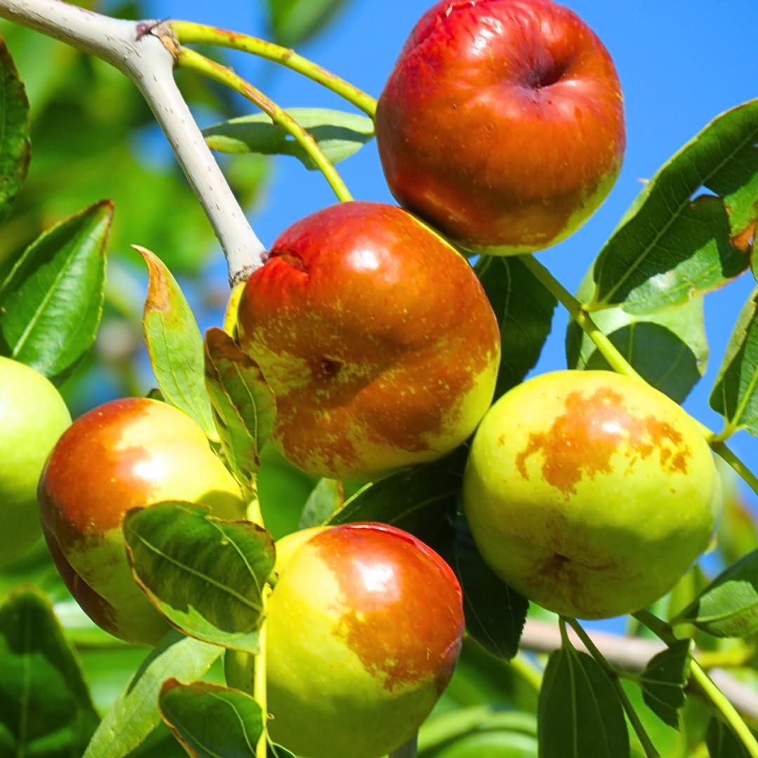 High Yield Li Jujube Tree Live Plant, 9 to 14 Inches in Tall Potted, Dormant in Winter