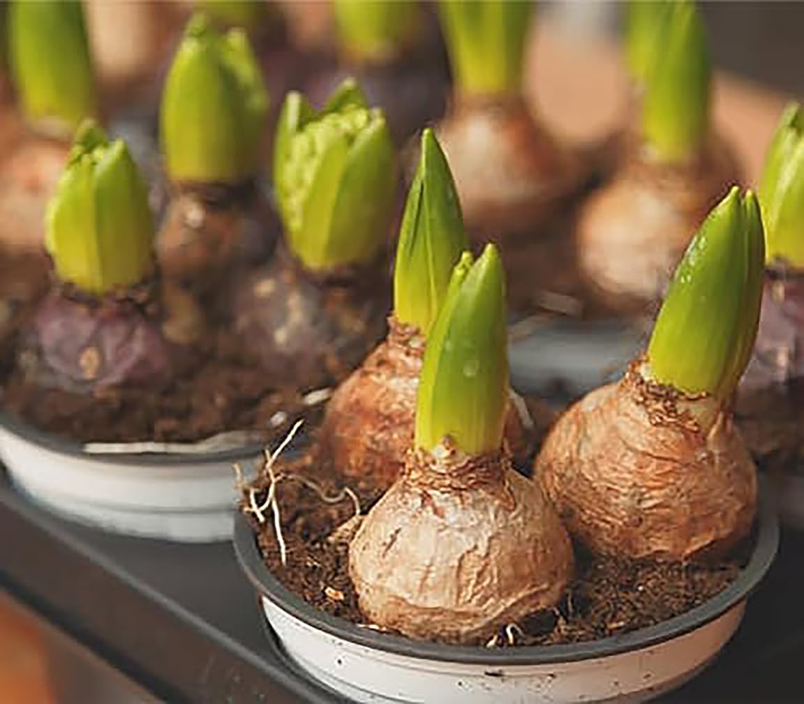 10 Gypsy Queen Hyacinths - Bare Root Bulbs Bulbs Only
