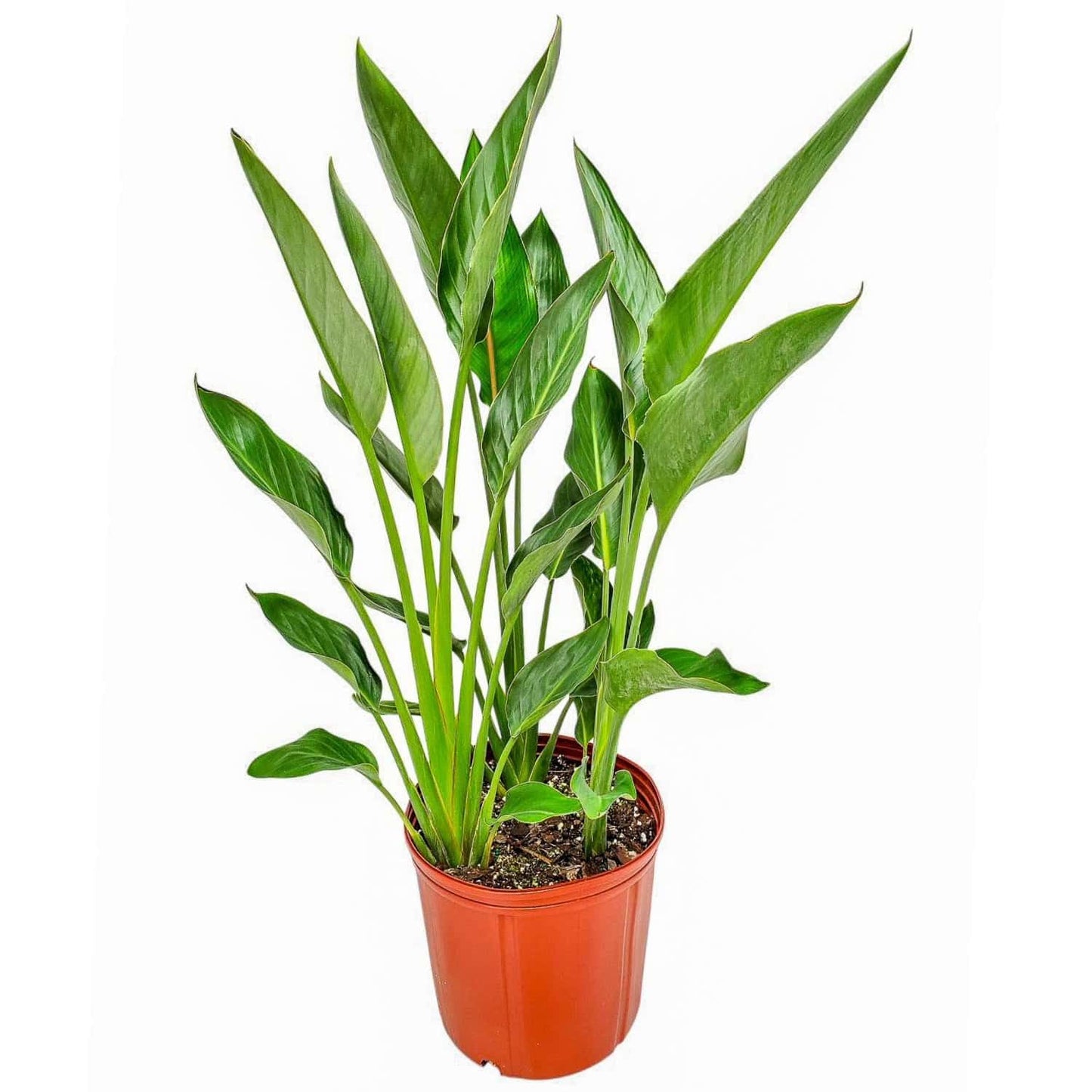 Tropical Plants of Florida Bird of Paradise Live Plant Orange Flower - 3 Gallon 30 to 36 Inch Tall Indoor Outdoor Tropical Foliage Plant