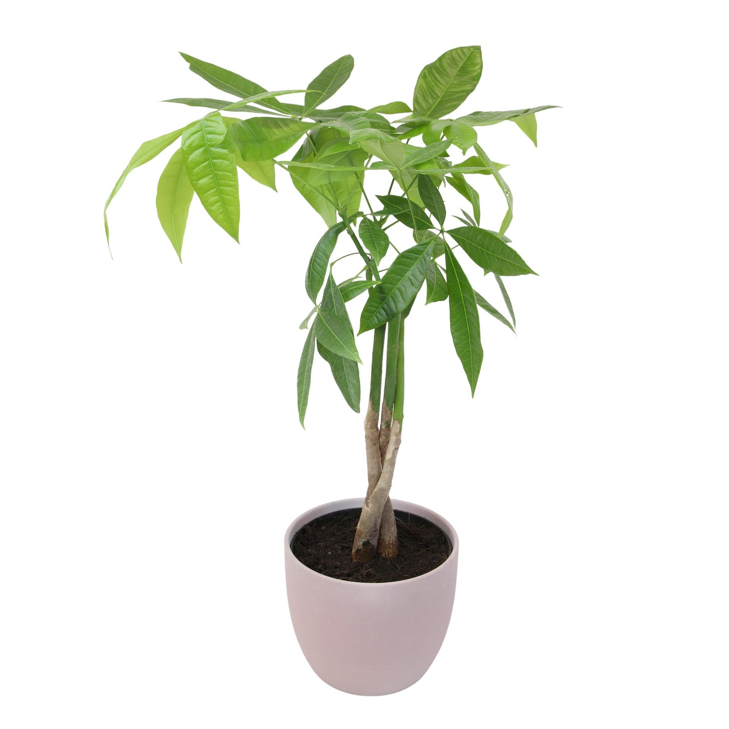 Altman Plants Money Tree Plant Decor (Approx. 1.5 Feet Tall) with 6 Inch Soft Pink Planter, Pet Friendly Plants, Easy Plant Gift, Easy to Grow House Plant & Desk Plant in Indoor Plant Potting Soil Mix