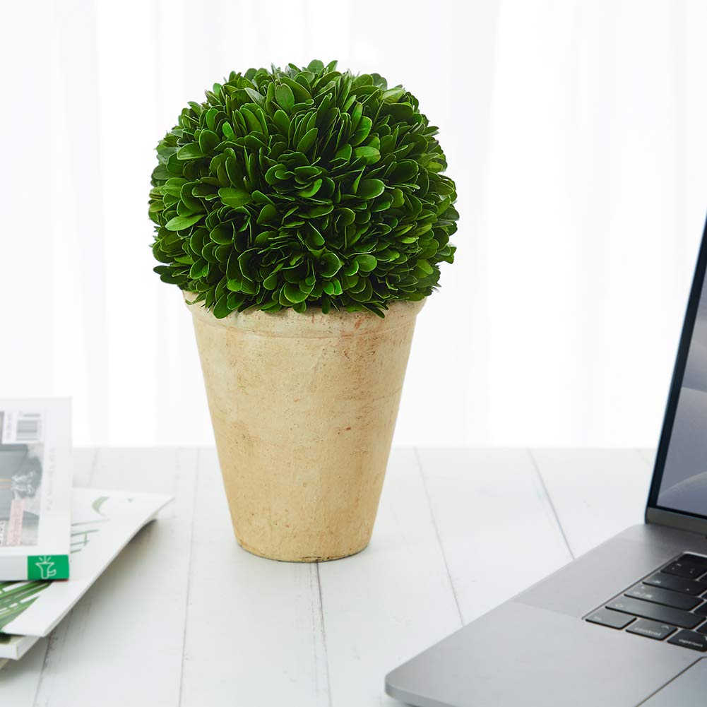 Real Preserved Boxwood Evergreen Potted Tree Globe Tree Topiary in Terracotta Planter, Home Hotel Office Decor Farmhouse (Boxwood Ball on Pot, 11 INCHES)