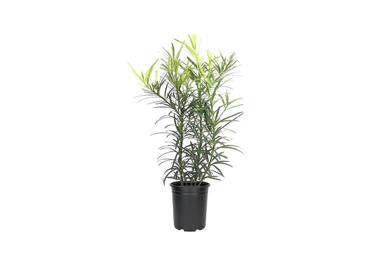 Podocarpus Japanese Yew | 5 Live 4 Inch Plants | Podocarpus Macrophyllus | Evergreen Shrub, Low Maintenance, Drought Tolerant, Privacy Screen Landscaping, Fast Growing, Ornamental Foliage
