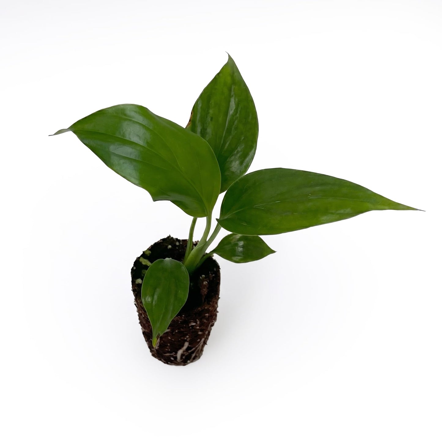 Live Spathiphyllum '7th Heaven' Plant - '7th Heaven Peace Lily' - ragnaroc Tropical Plant 2-8" Tall - 4ct - Live Arrival Guaranteed - House Plants for Home Décor & Gift