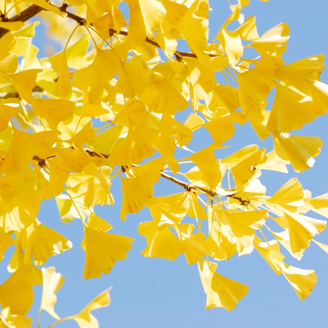 Ginkgo Biloba Tree Live Plant, Maidenhair Tree in Quart Pot, 1 Year Old Ginkgo Tree for Outdoor Planting, Yellow Leaf