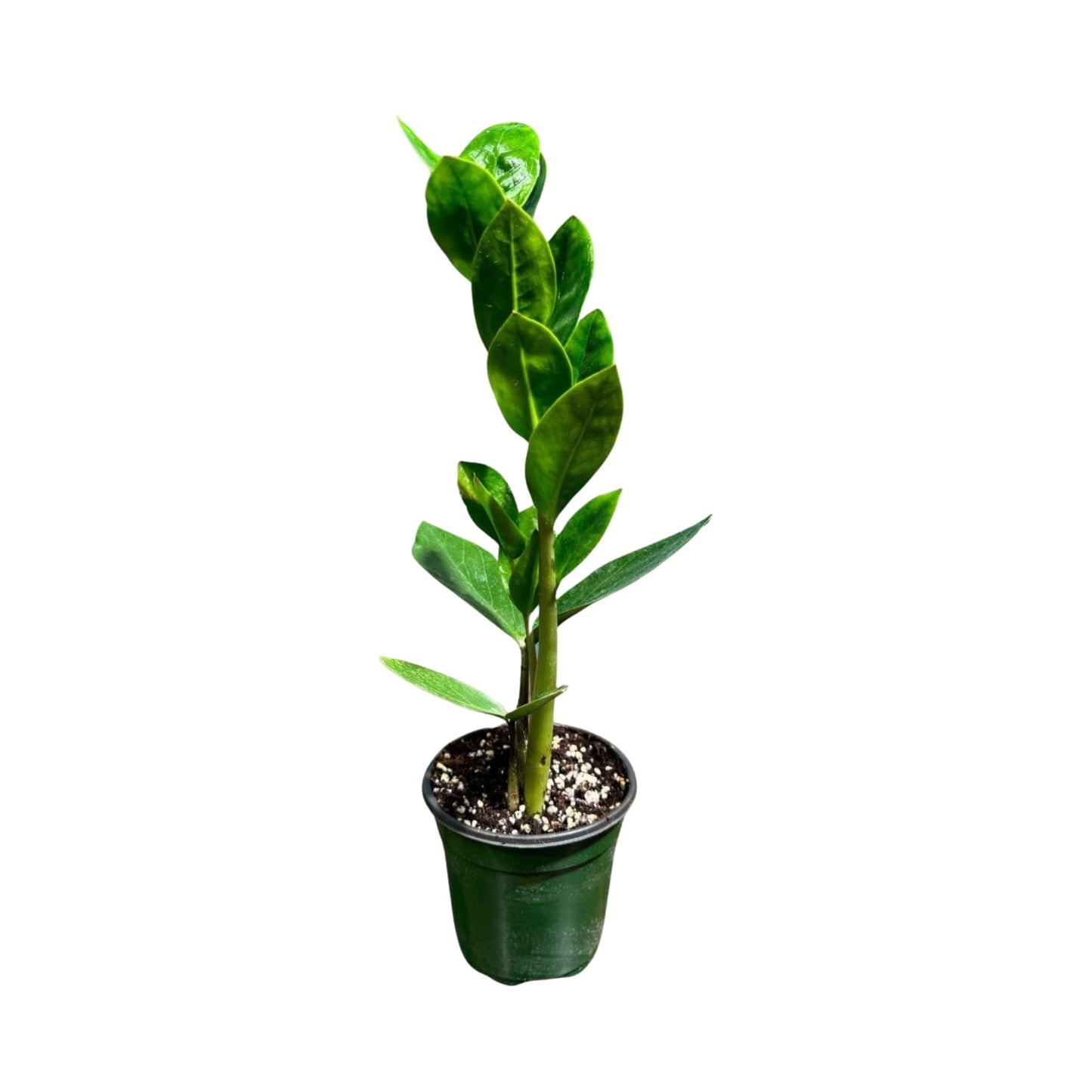 PLANTVERS Green ZZ Plant – Zamioculcas Zamiifolia | Hardy Tropical Foliage with Upright Glossy Leaves | Low-Light Tolerant & Easy Care for Home or Office Display (3" Grow Pot)