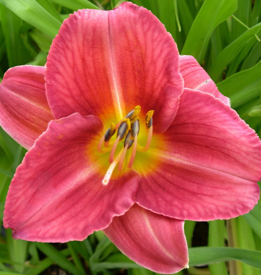 Votaniki Hemerocallis 'Rosey Returns Daylily' - Long Blooming, Perennial Daylily Bare Root for Plant | Perfect Addition to Any Garden - Easy to Gow and Low Maintenance (8 Pack)