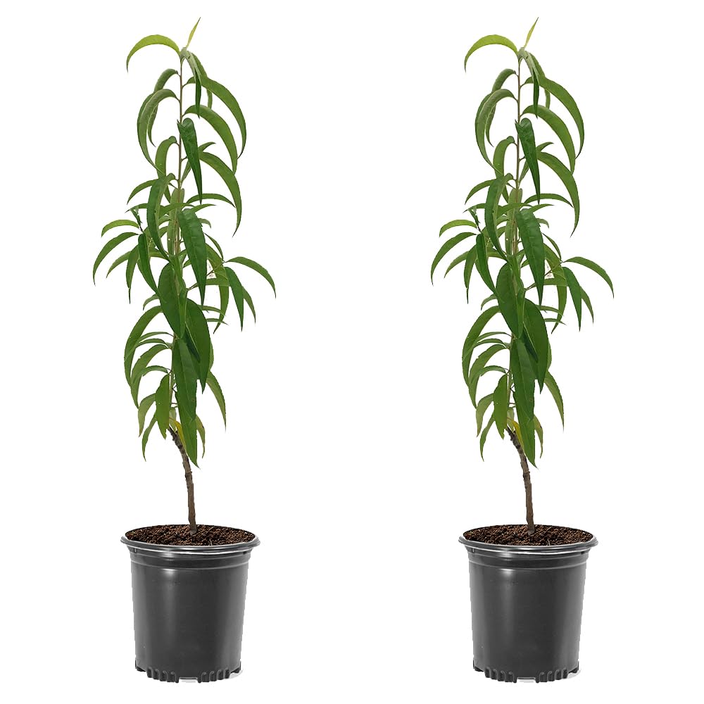 Red Haven Peach Tree, Freestone Pit, Heavy-Bearing, Cold Hardy, 1 gal Nursery Pot, 1-2 ft Tree Height (Due to Agricultural Laws, we Cannot Ship to CA, AZ, AK, or HI), 2 Trees