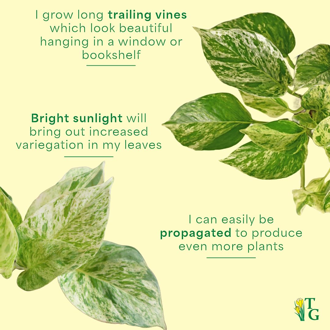 Thorsen's Greenhouse Marble Queen Pothos, Live Indoor Plant, Easy to Grow, Rare Variegated Houseplant, Natural Air Purifier, 4-inch Diameter Pot (3 Pack Nursery Pots)