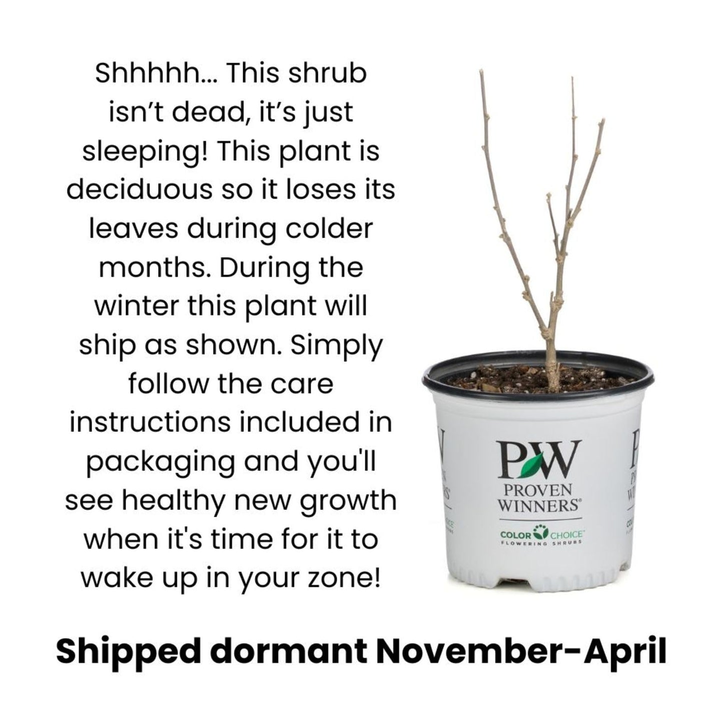 Proven Winners Center Stage Pink Crapemyrtle (Lagerstroemia Indica) Live Plant, 4.5" Qt