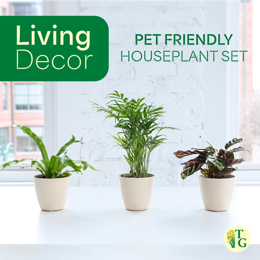 Thorsen's Greenhouse Live Pet Friendly Indoor Houseplants, Live Plants, Safe for Pets, 4" Diameter Pot, 3-Pack (Brushed Silver)