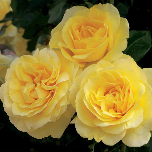 Heirloom Grandiflora Roses, Live Own Root Plant for Outdoor Garden, Happy Go Lucky™, Moderately Fragrant, Hardiness Zones: 6-10, Continual Blooming