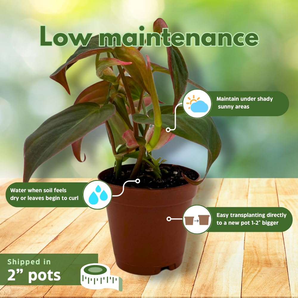 BubbleBlooms Premium Foliage Assortment, Colorful Plant Set, 6 Different House Plants, in 2 inch pots