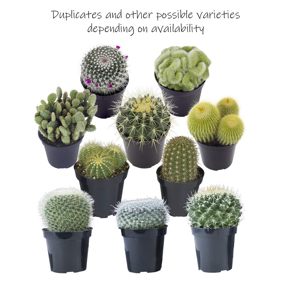 Altman Plants, Assorted Cactus Plants Live Succulents (3 Pack), Live Cactus Plant Lover Gifts, Cacti Succulents Plants Live Houseplants, Succulent Indoor Plants Live Plants in Cactus Soil Potting Mix