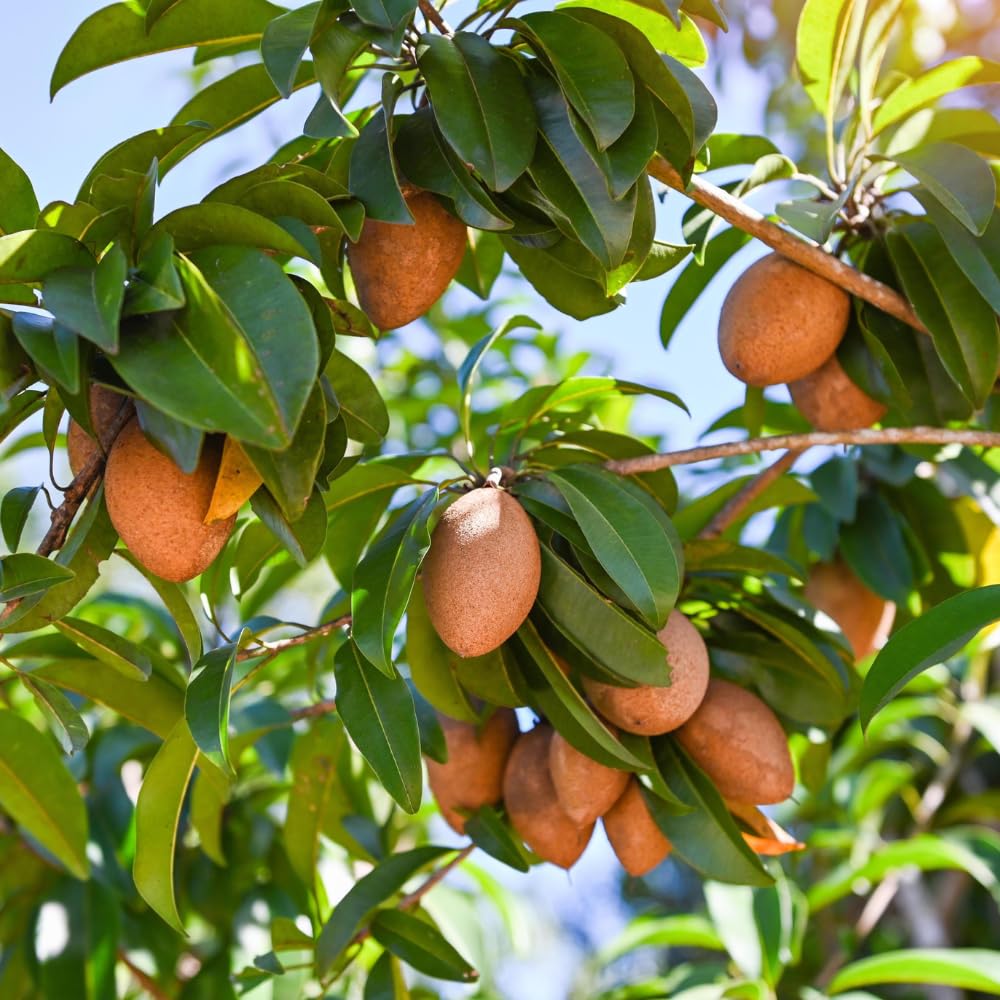 Sapodilla Tree Live Plant for Planting 2 to 3 Feet, in 3 Gallon Pot, Sapodilla Plant Live Ready to Grow, No Shipping to CA
