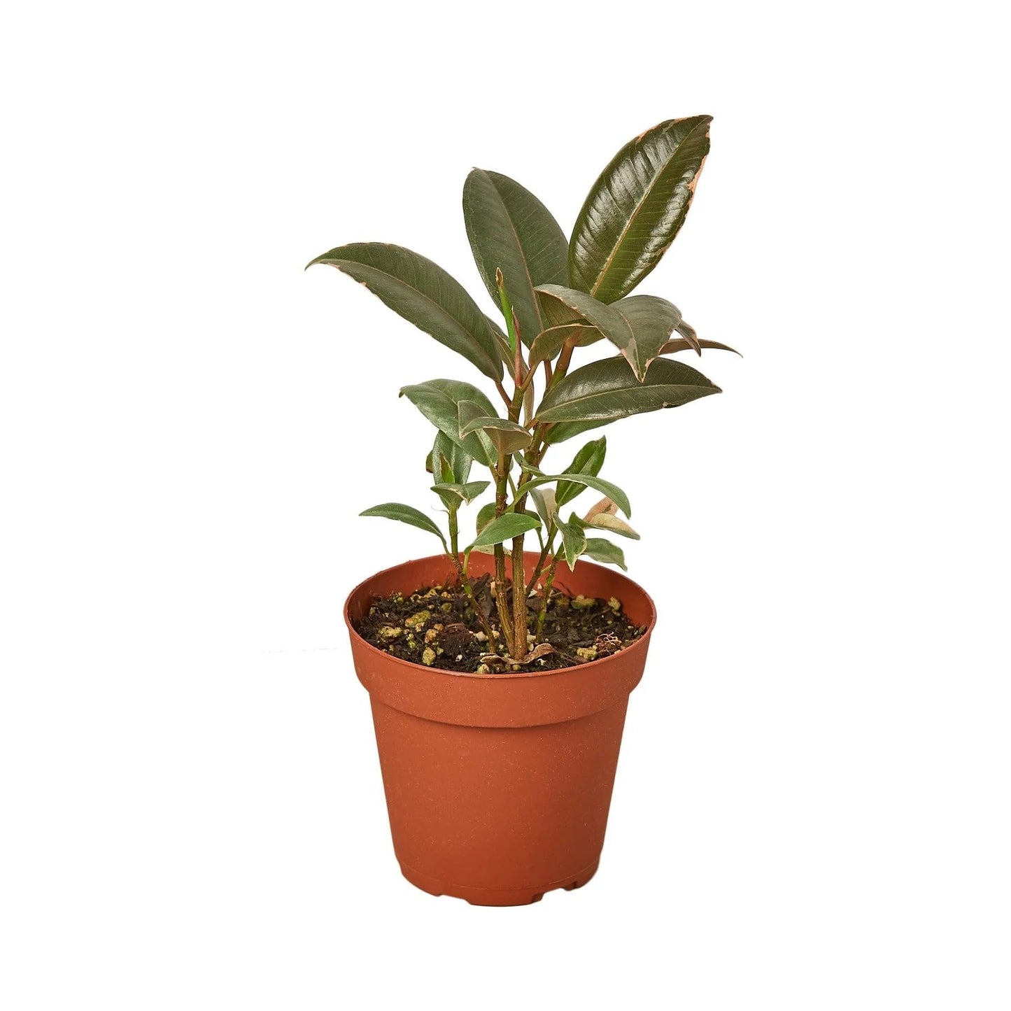 9 Pack Ficus Elastica 'Tineke' in 6in Pot - Live Plants Tropical Houseplants | Variegated | USA Growers | The Snobby Leaf