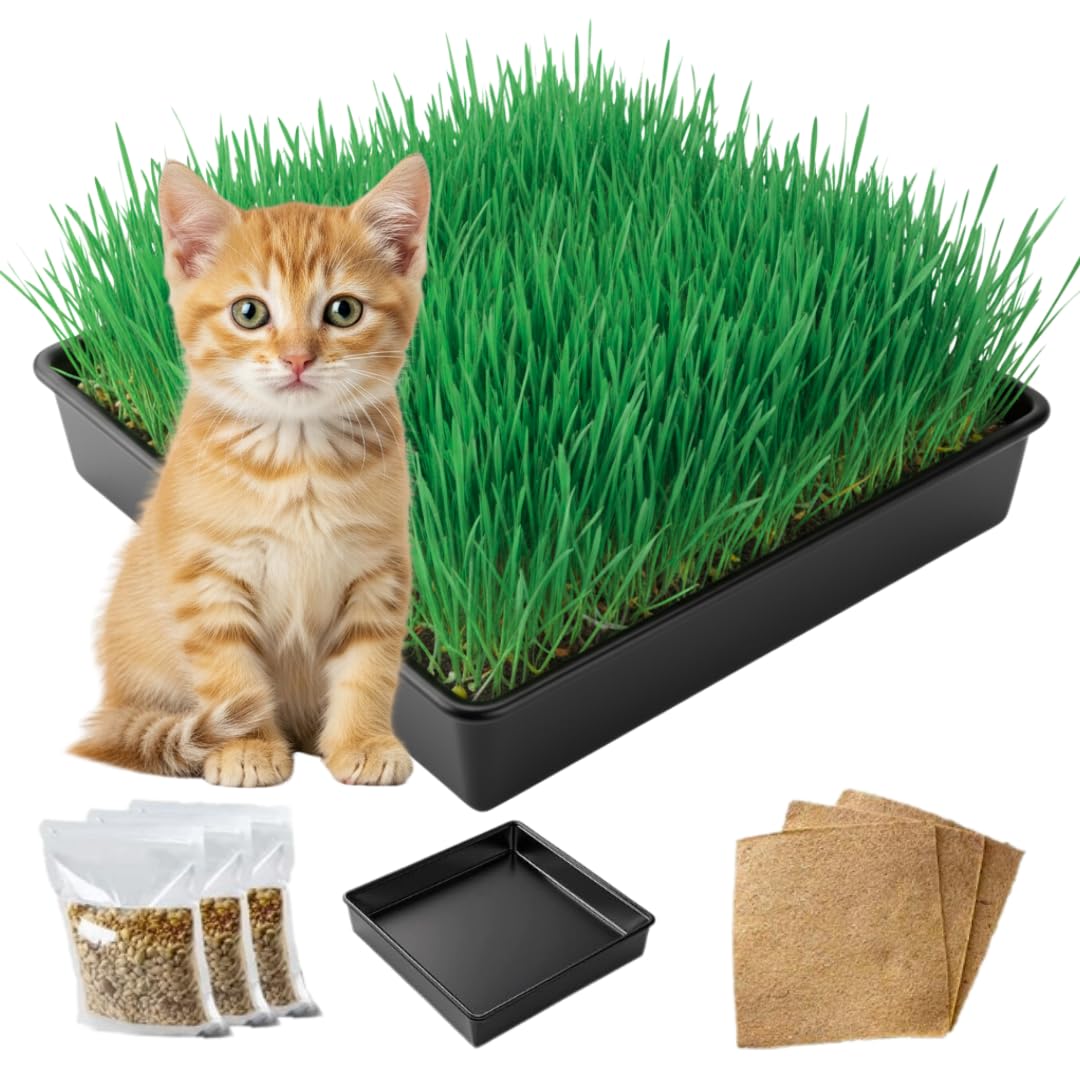 Cat Grass Growing Kit - Cat Lover Holiday Gift - Organic Seed, Jute Grow Mats, No Tools Needed - 10 x 10 Grow Container - Great for Indoor or Outdoor Pets - Complete Set - White Elephant