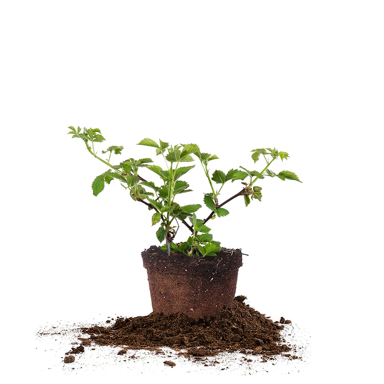 Perfect Plants Arapaho Thornless BlackBerry Bush 1 Gal. Pot Tasty Sweet Fruit Large Firm Berries
