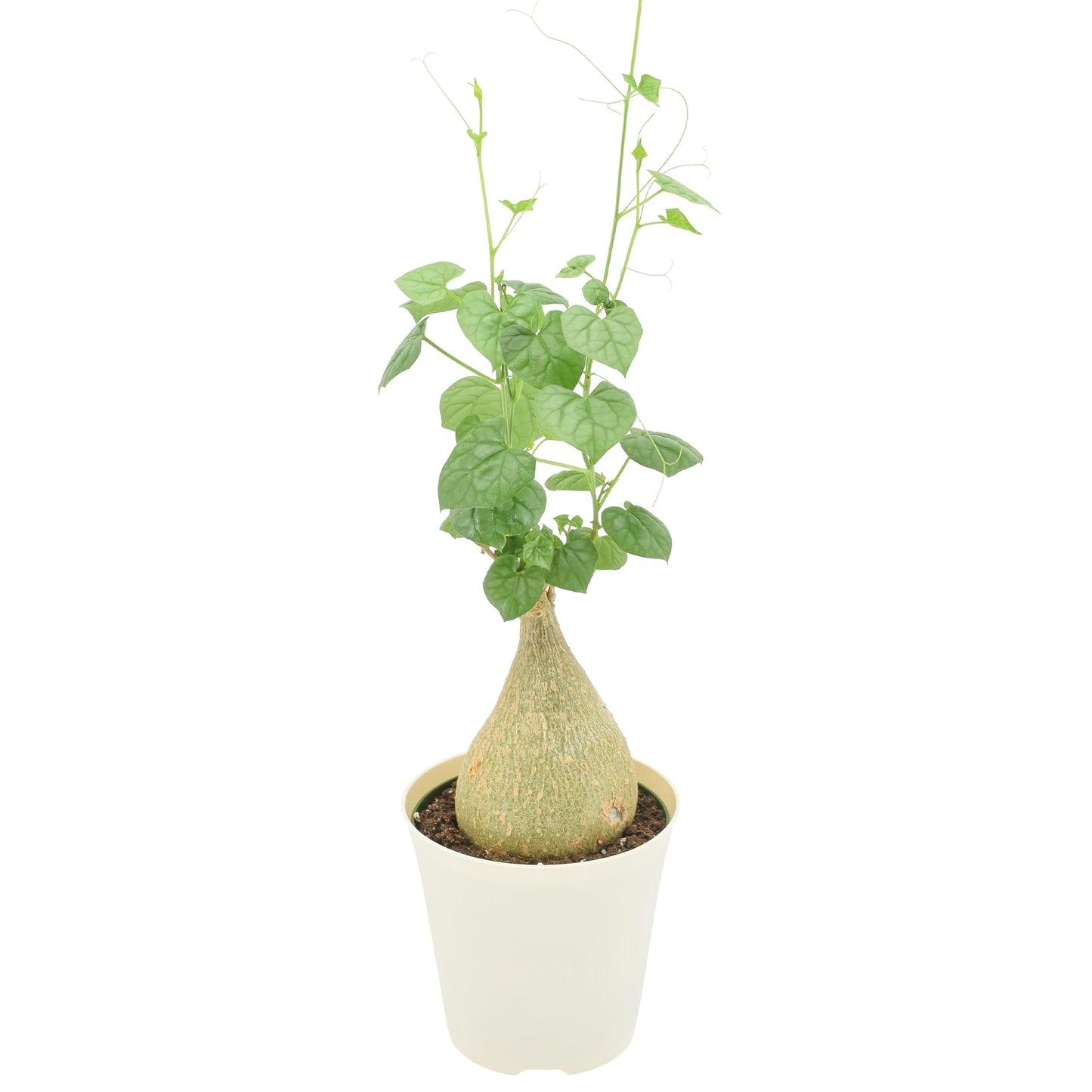 Arcadia Garden Products Live Gerrardanthus macrorhizus ‘Bigfoot’ Rare Indoor Houseplant in Plastic Pot, Tropical Plant Collector Gift for Home and Garden Decor, 4-inch, Beige