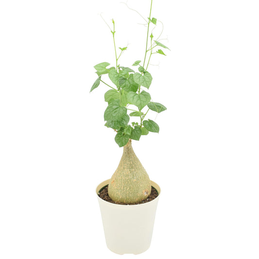 Arcadia Garden Products Live Gerrardanthus macrorhizus ‘Bigfoot’ Rare Indoor Houseplant in Plastic Pot, Tropical Plant Collector Gift for Home and Garden Decor, 4-inch, Beige