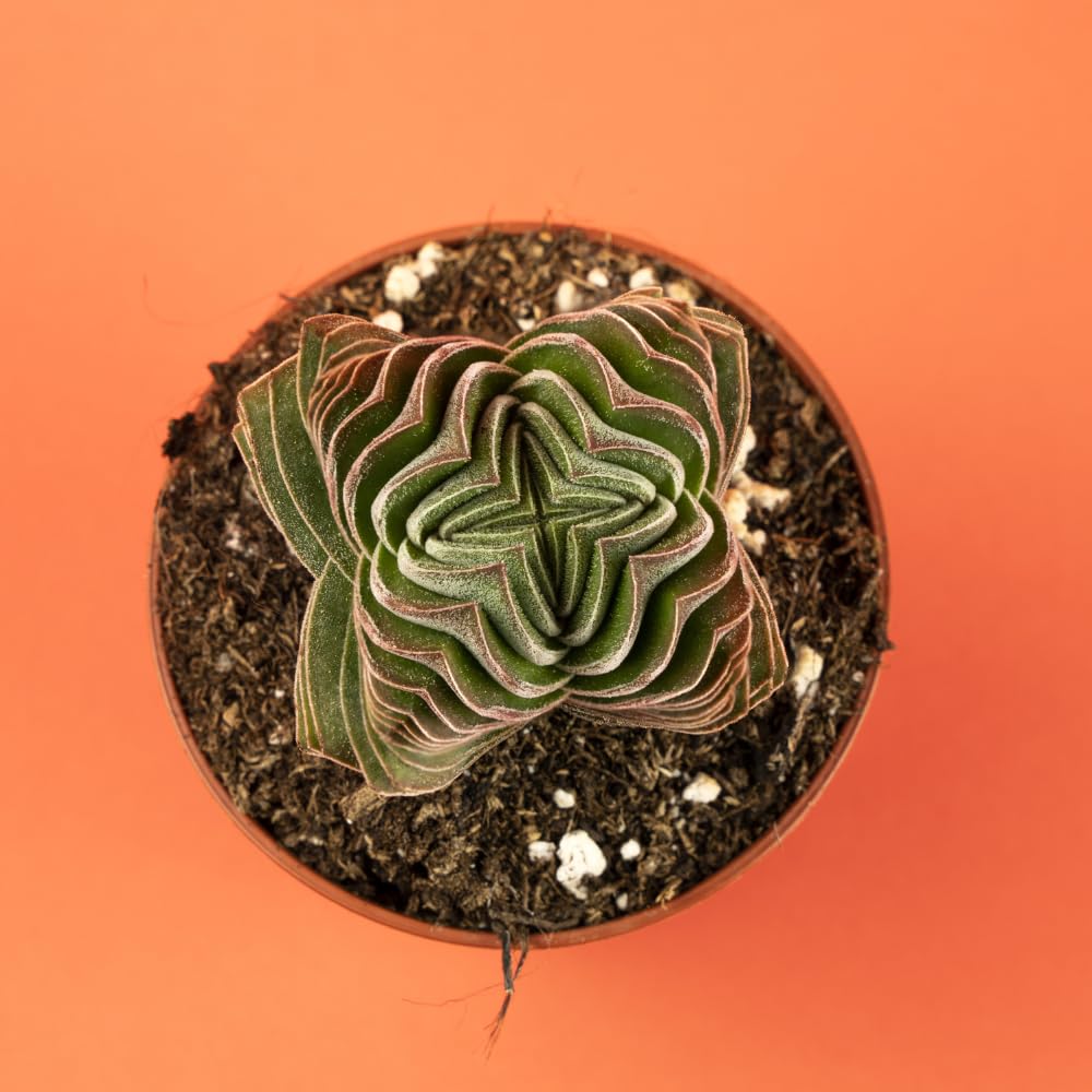 Live Succulent Crassula, Set 2 Crassula Well Rooted in 3.25 Inches Pot, Houseplant for Home Office Decor