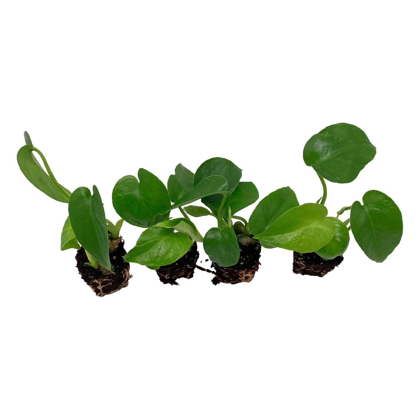 ragnaroc Monstera Deliciosa 2-4" 2ct – Live Plant for Indoor Outdoor Use, Garden & Landscaping – Live Arrival Guaranteed